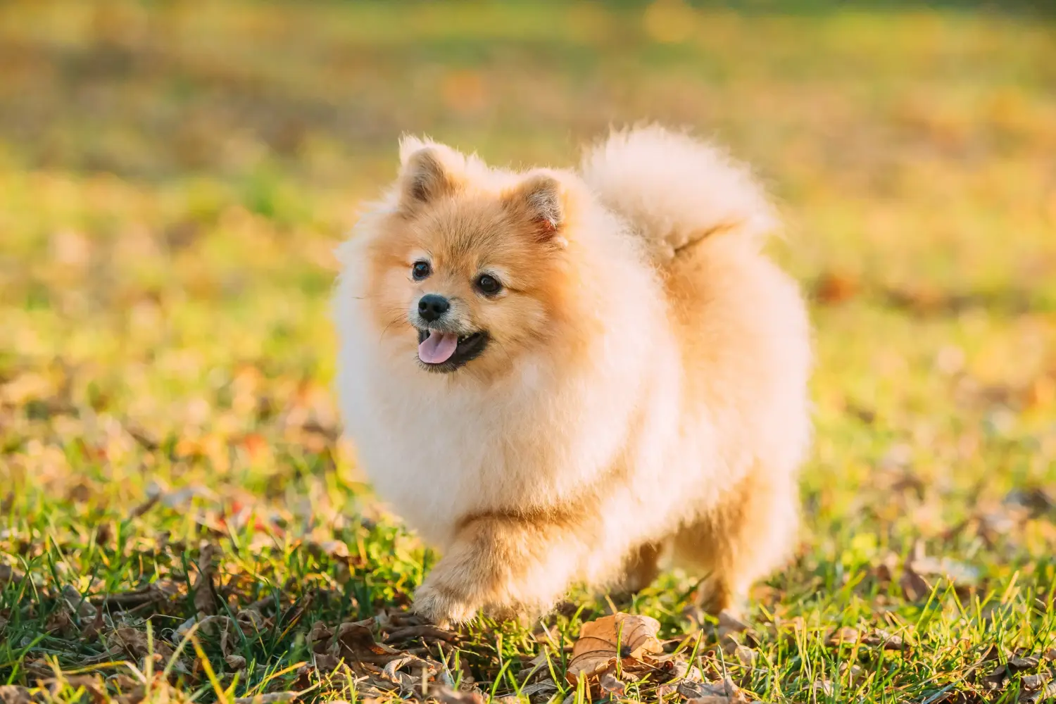 Acheter un chiot Spitz, c'est prendre des responsabilités ! Acheter des chiots Spitz.