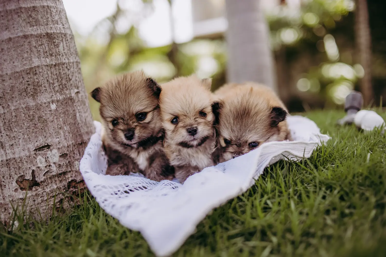 Acheter un chiot Spitz, c'est prendre des responsabilités ! Acheter des chiots Spitz.