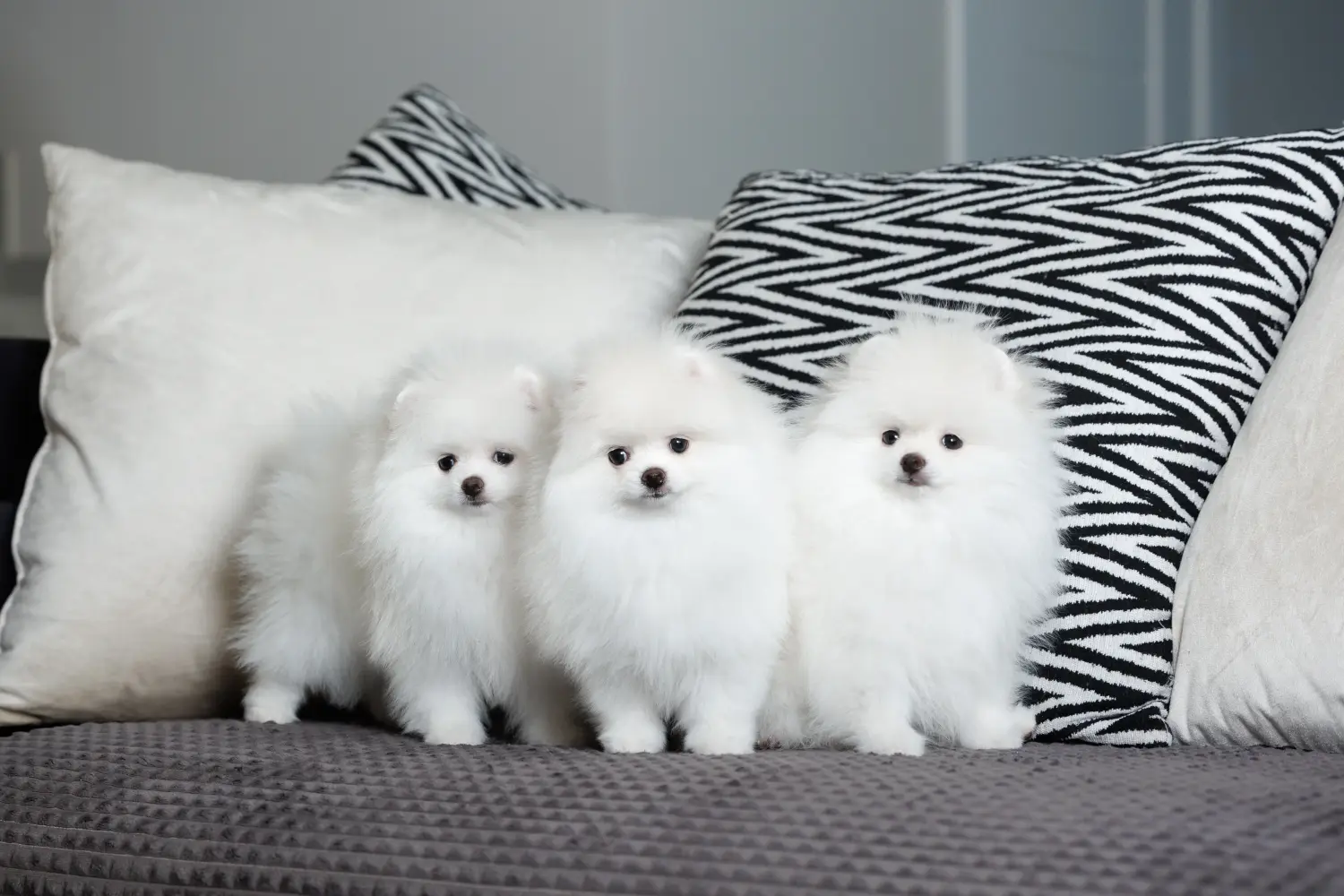 Acheter un chiot Spitz, c'est prendre des responsabilités ! Acheter des chiots Spitz.
