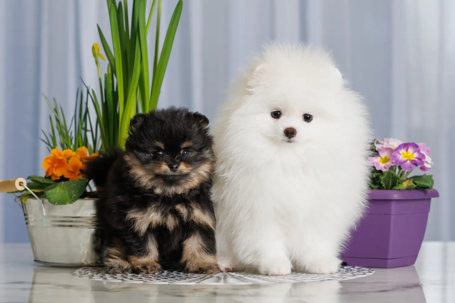 Acheter un chiot Spitz, c'est prendre des responsabilités ! Acheter des chiots Spitz.