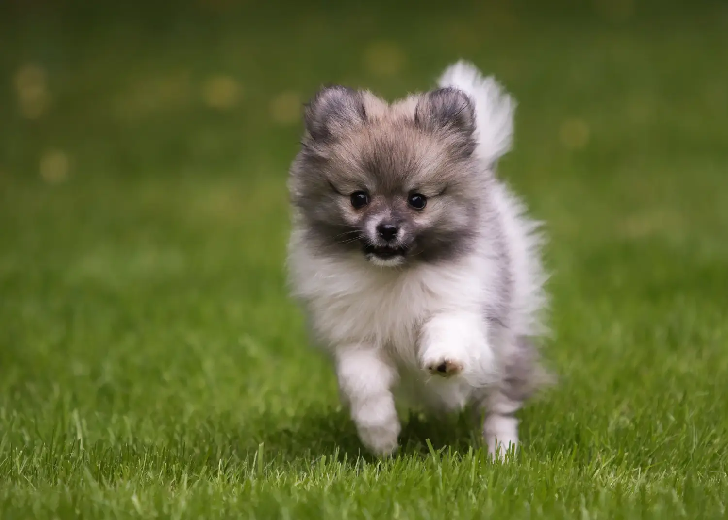 Acheter un chiot Spitz, c'est prendre des responsabilités ! Acheter des chiots Spitz.