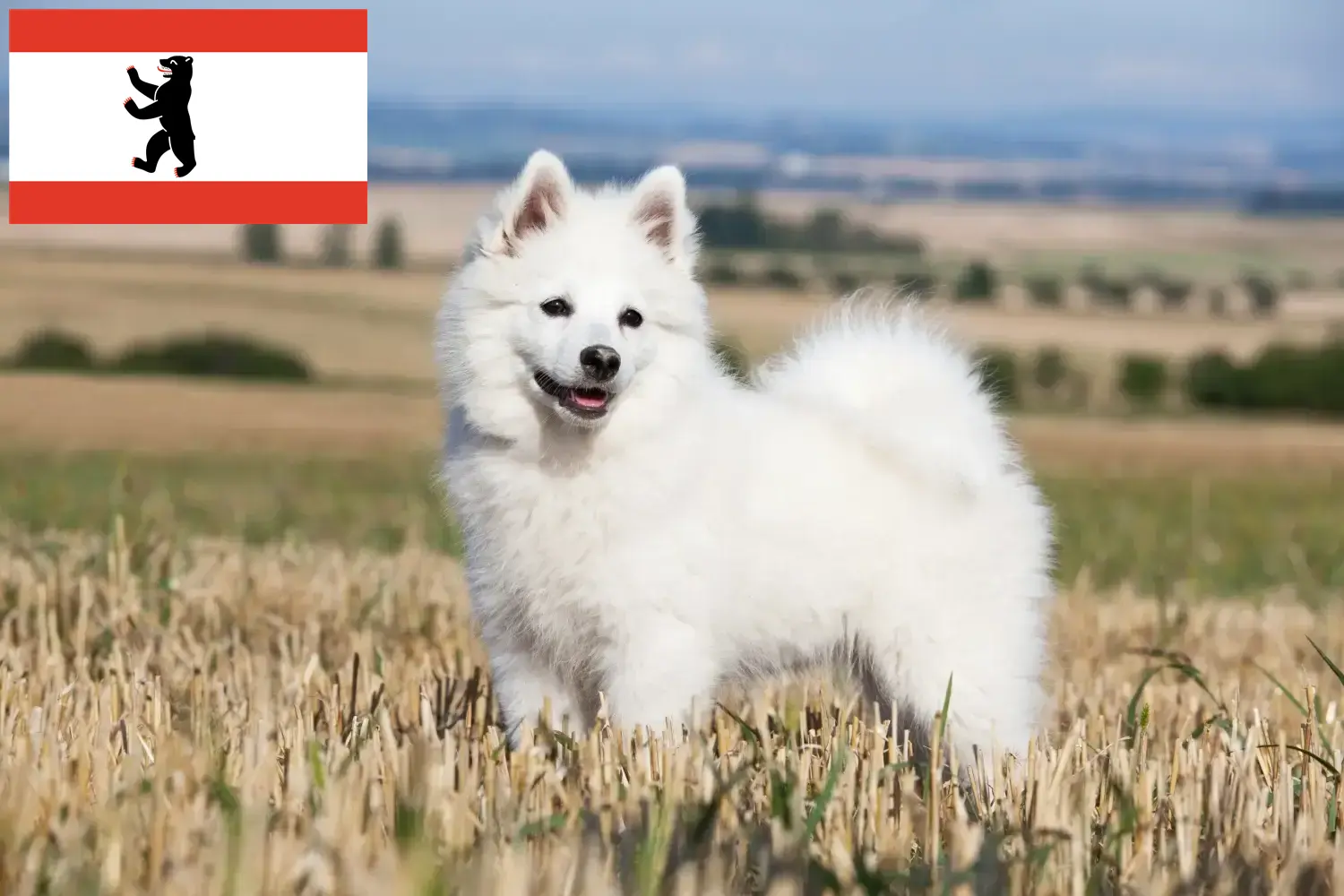 Spitz chiots et éleveurs Berlin Ici, tu trouveras des éleveurs de pointe à Berlin.