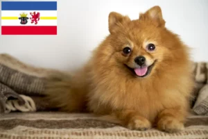 Lire la suite à propos de l’article Spitz éleveurs et chiots dans le Mecklembourg-Poméranie occidentale