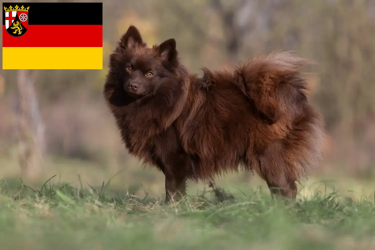Spitz chiots et éleveurs Rhénanie-Palatinat Ici, tu trouveras des éleveurs de pointe en Rhénanie-Palatinat.