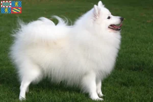 Lire la suite à propos de l’article Éleveurs de spitz et chiots en Bourgogne-Franche-Comté