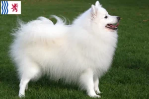 Lire la suite à propos de l’article Éleveurs de spitz et chiots en Nouvelle-Aquitaine