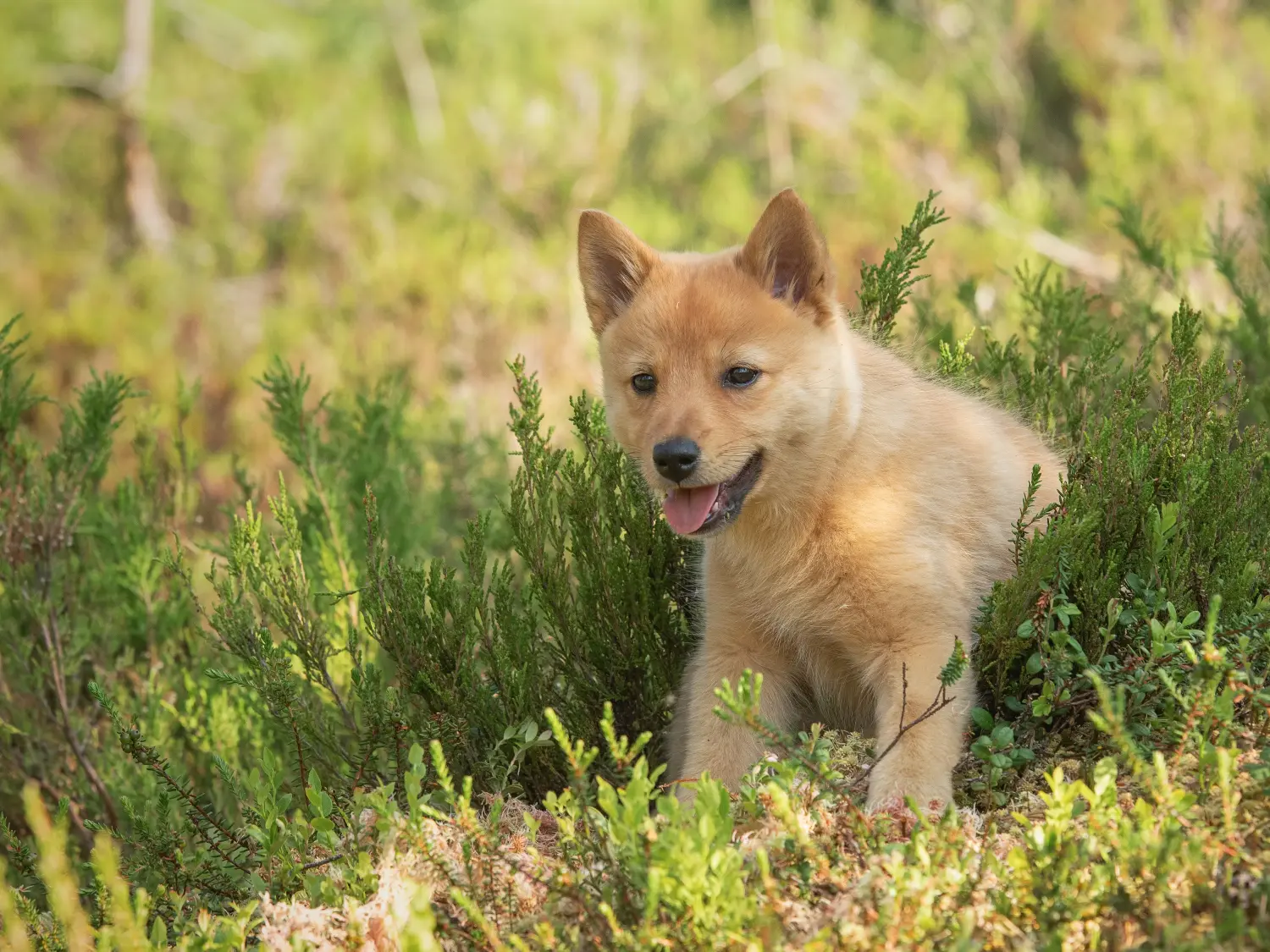 Acheter un chiot finlandais, c'est prendre ses responsabilités ! Acheter des chiots Finnois.