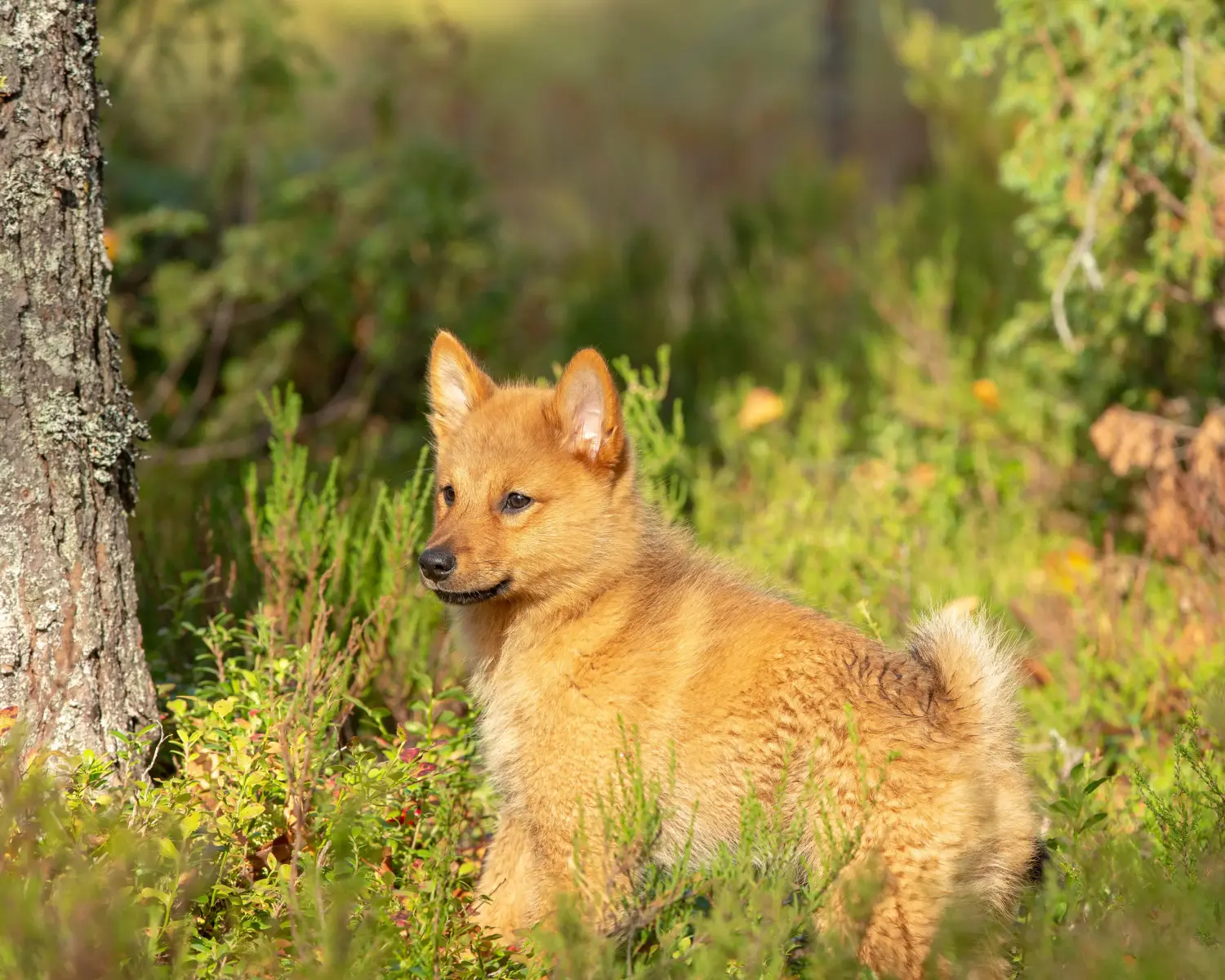 Acheter un chiot finlandais, c'est prendre ses responsabilités ! Acheter des chiots Finnois.