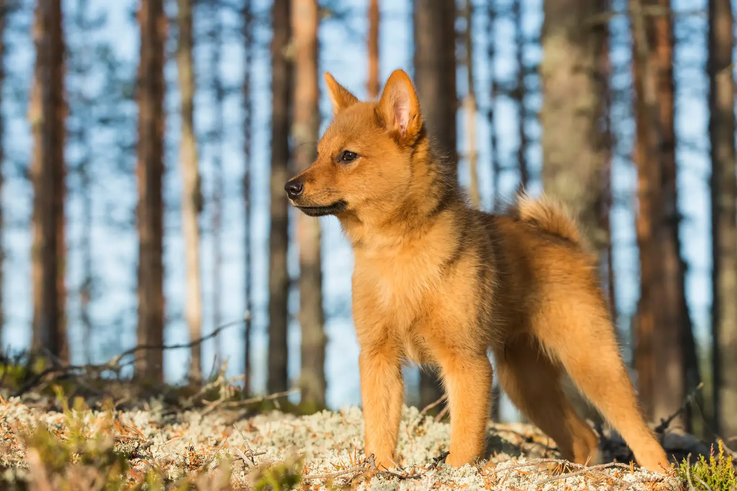 Acheter un chiot finlandais, c'est prendre ses responsabilités ! Acheter des chiots Finnois.