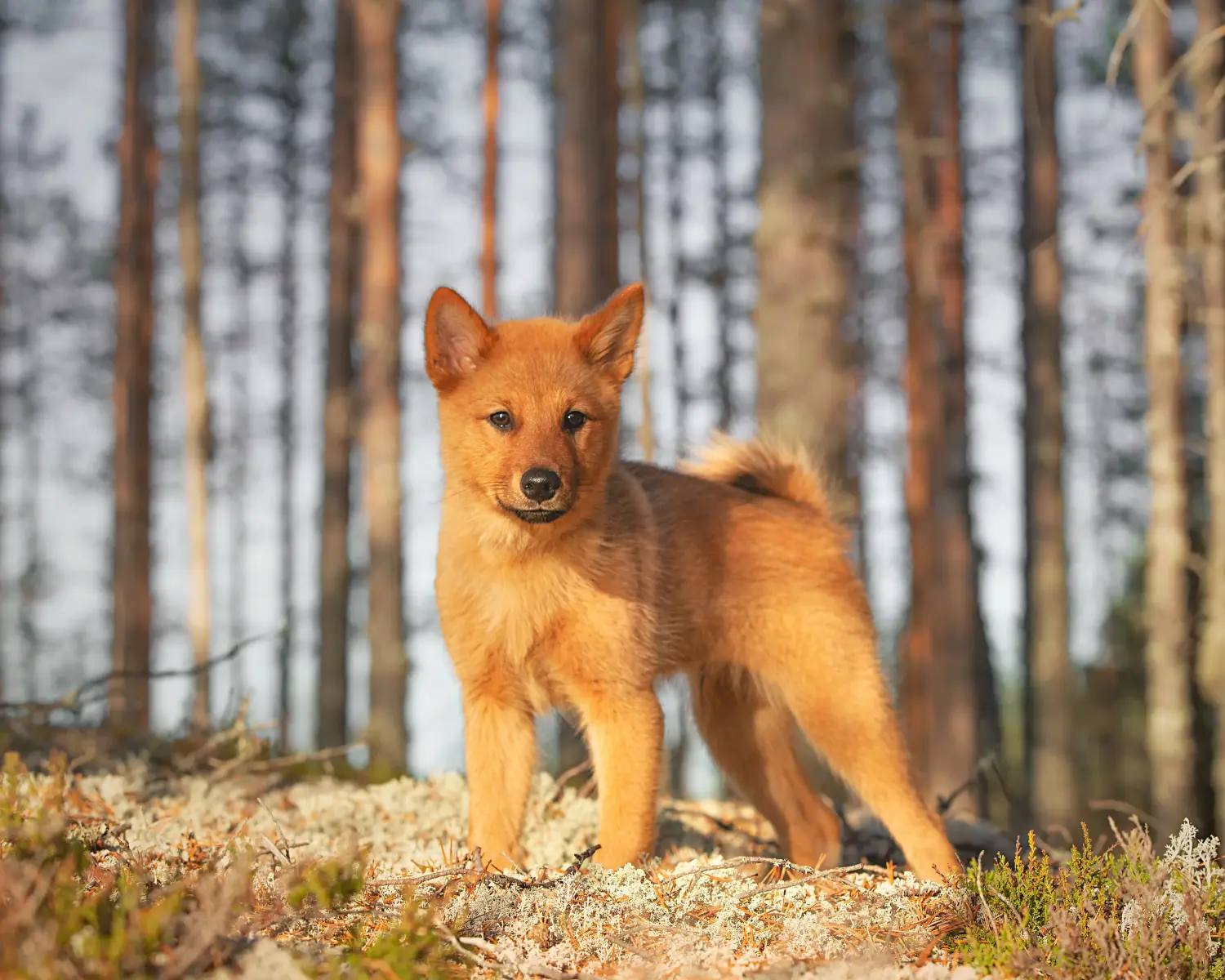 Acheter un chiot finlandais, c'est prendre ses responsabilités ! Acheter des chiots Finnois.
