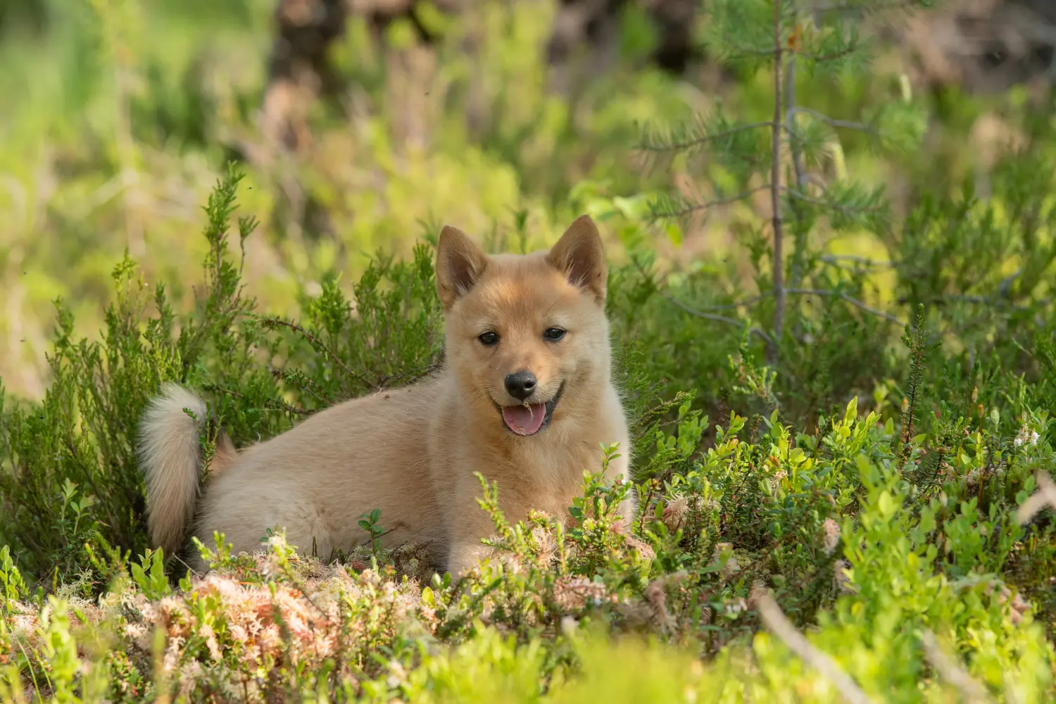 Acheter un chiot finlandais, c'est prendre ses responsabilités ! Acheter des chiots Finnois.
