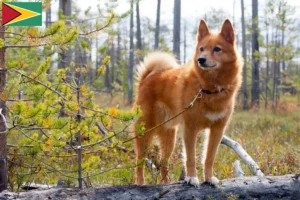 Lire la suite à propos de l’article Éleveurs de Finnois et chiots en Guyane