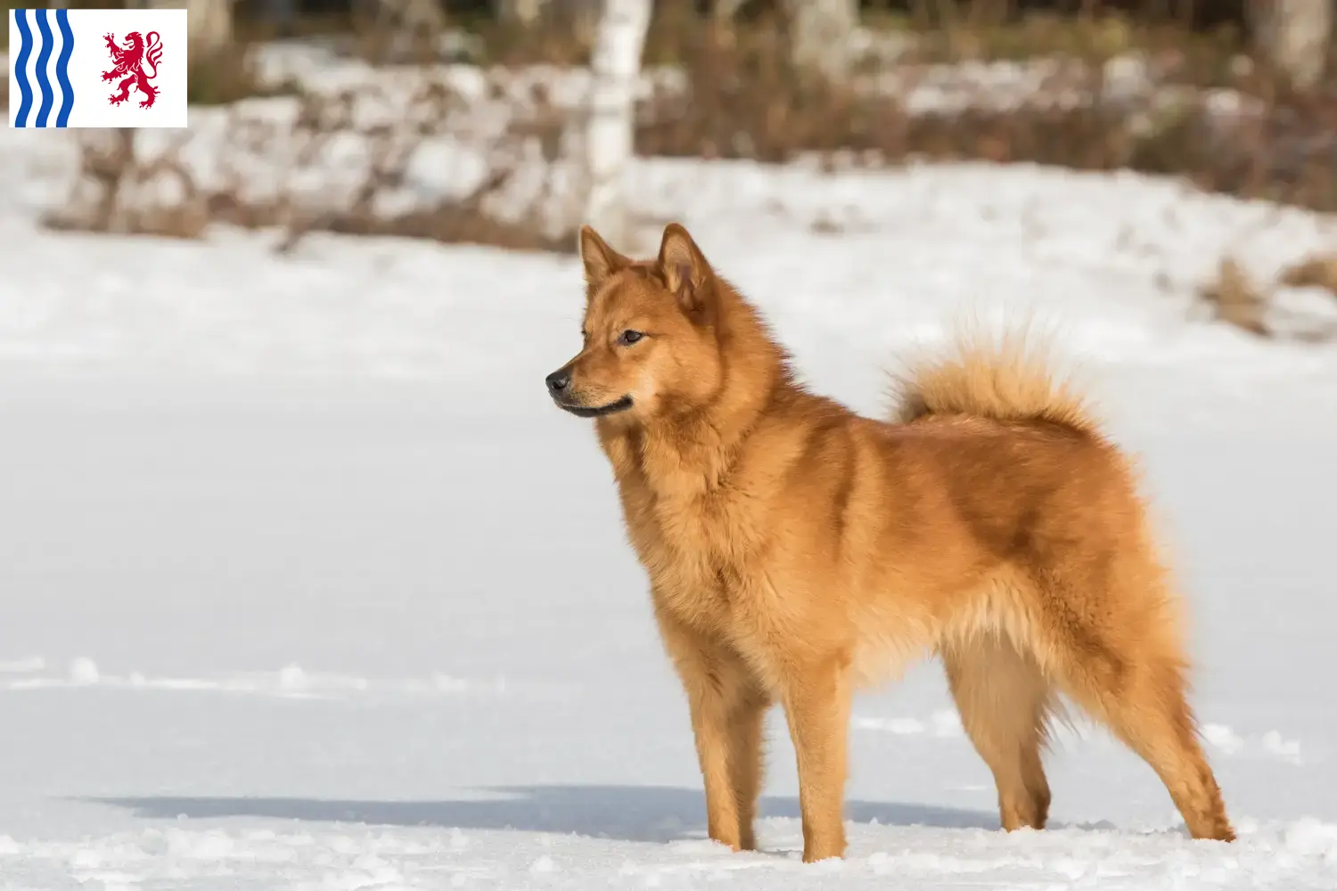 Spitz finlandais chiots et éleveurs Nouvelle-Aquitaine Ici vous trouverez des éleveurs de pointes finlandaises en Nouvelle-Aquitaine.