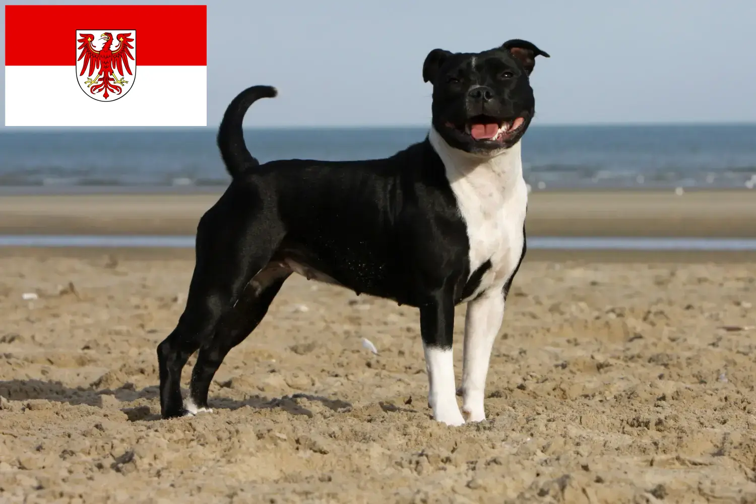 Staffordshire Bull Terrier chiots et éleveurs Brandebourg Ici tu peux trouver des éleveurs de Staffordshire Bull Terrier en Brandebourg.