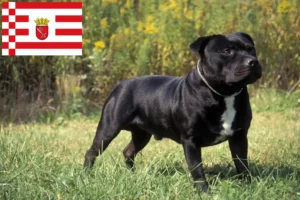 Lire la suite à propos de l’article Staffordshire Bull Terrier éleveurs et chiots à Brême