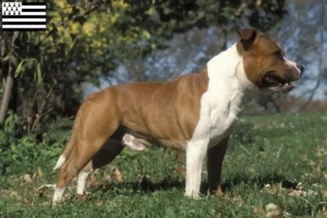 Lire la suite à propos de l’article Éleveurs de Staffordshire Bull Terrier et chiots en Bretagne