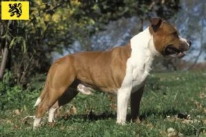 Lire la suite à propos de l’article Éleveurs de Staffordshire Bull Terrier et chiots en Flandre
