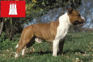Lire la suite à propos de l’article Staffordshire Bull Terrier éleveurs et chiots à Hambourg