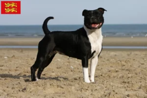 Lire la suite à propos de l’article Éleveurs de Staffordshire Bull Terrier et chiots en Normandie