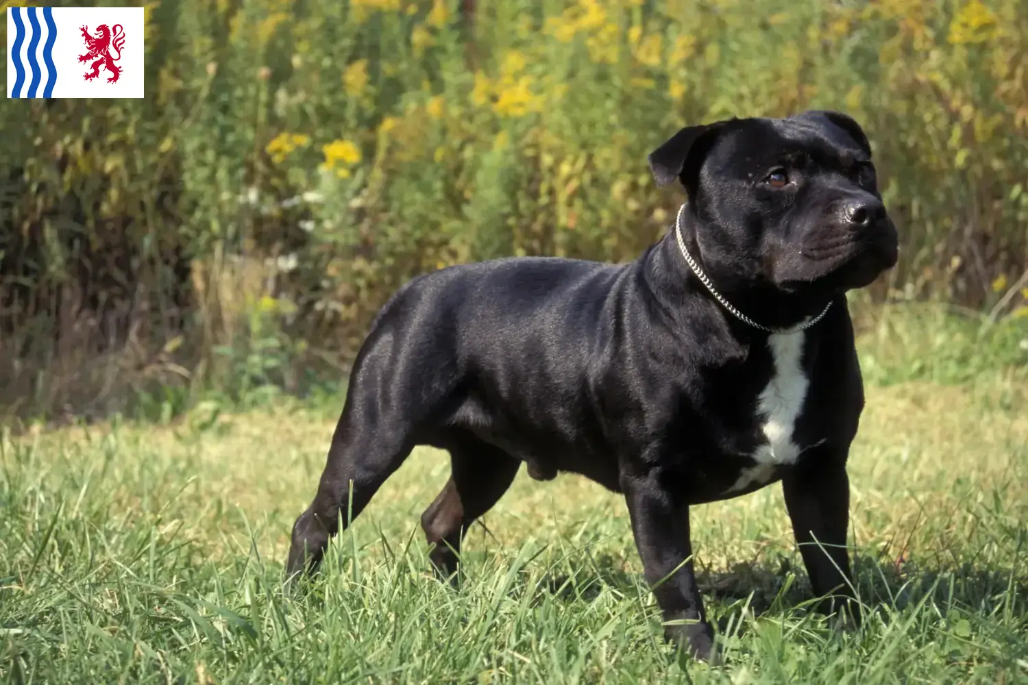 Staffordshire Bull Terrier chiots et éleveurs Nouvelle-Aquitaine Ici vous trouverez des éleveurs de Staffordshire Bull Terrier en Nouvelle-Aquitaine.