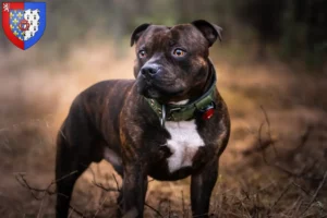 Lire la suite à propos de l’article Éleveurs de Staffordshire Bull Terrier et chiots en Pays de la Loire