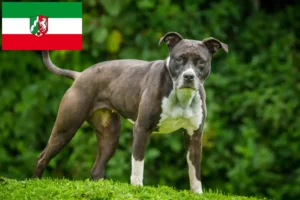 Lire la suite à propos de l’article Staffordshire Bull Terrier éleveurs et chiots en Rhénanie du Nord-Westphalie
