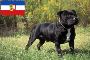 Lire la suite à propos de l’article Staffordshire Bull Terrier éleveurs et chiots dans le Schleswig-Holstein
