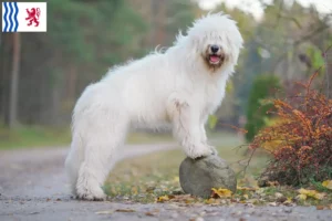 Lire la suite à propos de l’article Éleveur d’Ovtcharka de Russie du Sud et chiots en Nouvelle-Aquitaine