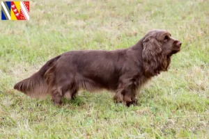 Lire la suite à propos de l’article Éleveurs d’Épagneuls du Sussex et chiots en Grand Est