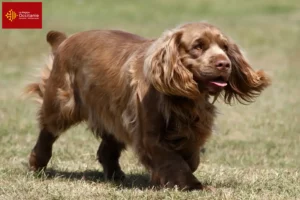 Lire la suite à propos de l’article Éleveurs d’Épagneuls du Sussex et chiots en Occitanie