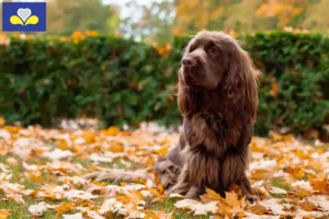 Lire la suite à propos de l’article Éleveurs d’Épagneuls du Sussex et chiots en Région de Bruxelles-Capitale