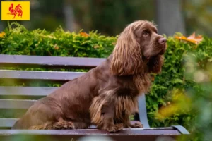 Lire la suite à propos de l’article Éleveurs d’épagneuls du Sussex et chiots en Région wallonne