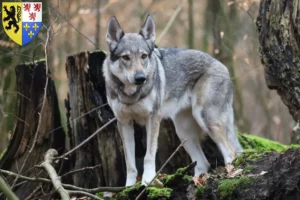 Lire la suite à propos de l’article Éleveurs de chiens-loups tchécoslovaques et chiots en Hauts-de-France