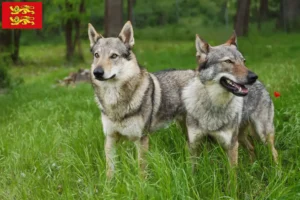 Lire la suite à propos de l’article Éleveurs de chiens-loups tchécoslovaques et chiots en Normandie