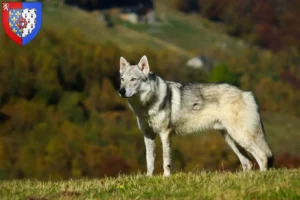 Lire la suite à propos de l’article Éleveurs de chiens-loups tchécoslovaques et chiots en Pays de la Loire