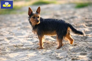 Lire la suite à propos de l’article Éleveurs de terriers australiens et chiots en Région de Bruxelles-Capitale