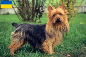 Lire la suite à propos de l’article Éleveurs de terriers australiens et chiots en Ukraine