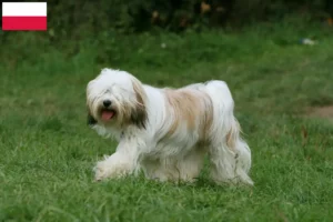 Lire la suite à propos de l’article Eleveurs de Terriers du Tibet et chiots en Pologne