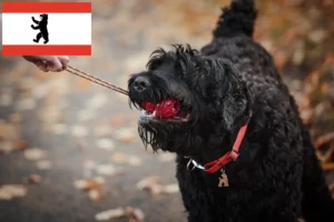 Lire la suite à propos de l’article Terrier noir russe éleveur et chiots à Berlin