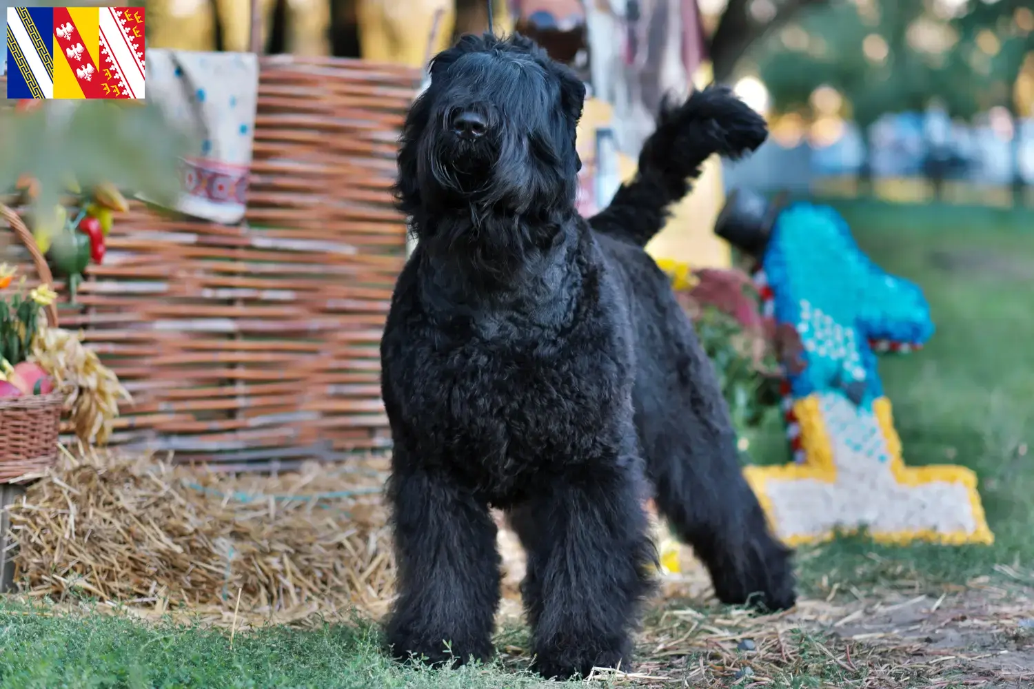 Terrier noir russe chiots et éleveurs Grand Est Ici vous trouverez des éleveurs de Terriers noirs russes en Grand Est.