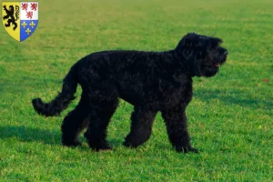 Lire la suite à propos de l’article Éleveurs de terriers noirs russes et chiots en Hauts-de-France