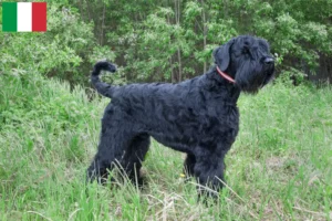 Lire la suite à propos de l’article Éleveurs de terriers noirs russes et chiots en Italie
