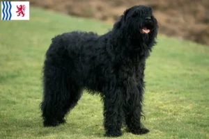 Lire la suite à propos de l’article Éleveurs de Terriers noirs russes et chiots en Nouvelle-Aquitaine