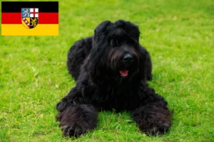 Lire la suite à propos de l’article Terrier noir russe éleveur et chiots en Sarre