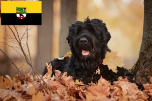 Lire la suite à propos de l’article Terrier noir russe éleveur et chiots en Saxe-Anhalt