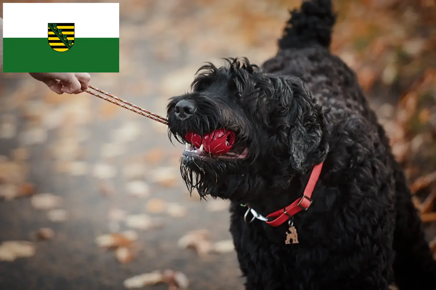 Terrier noir russe chiots et éleveurs Saxe Ici, tu trouveras des éleveurs de Terriers noirs russes en Saxe.