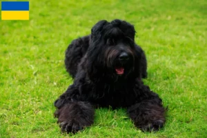 Lire la suite à propos de l’article Éleveurs de terriers noirs russes et chiots en Ukraine