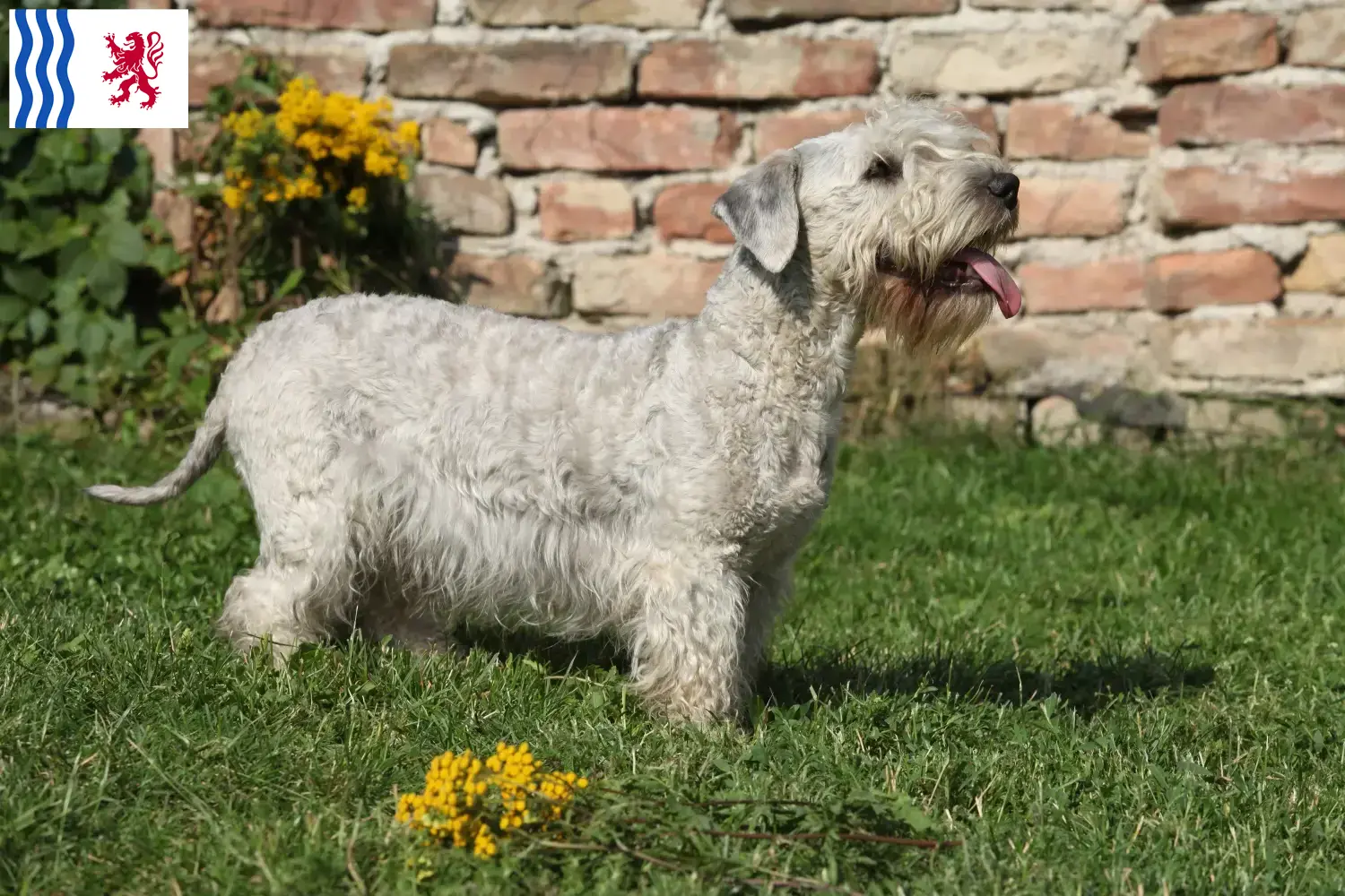 Terrier tchèque chiots et éleveurs Nouvelle-Aquitaine Ici vous trouverez des éleveurs de Terriers tchèques en Nouvelle-Aquitaine.