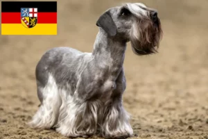 Lire la suite à propos de l’article Terrier tchèque éleveur et chiots en Sarre