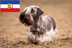 Lire la suite à propos de l’article Terrier tchèque éleveurs et chiots dans le Schleswig-Holstein